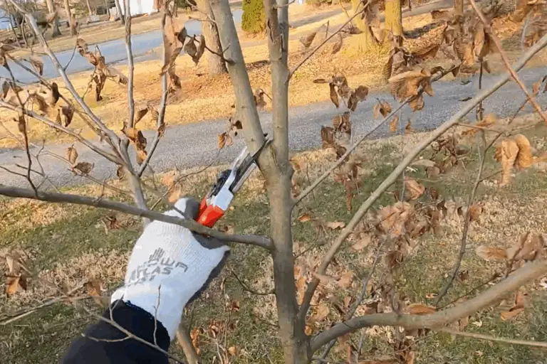 Corrective Structural Pruning 768x512 1