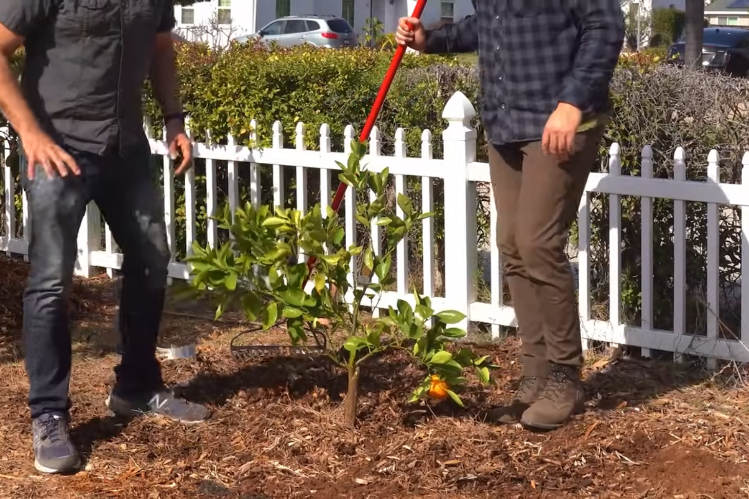 Eco Friendly Tree Spraying