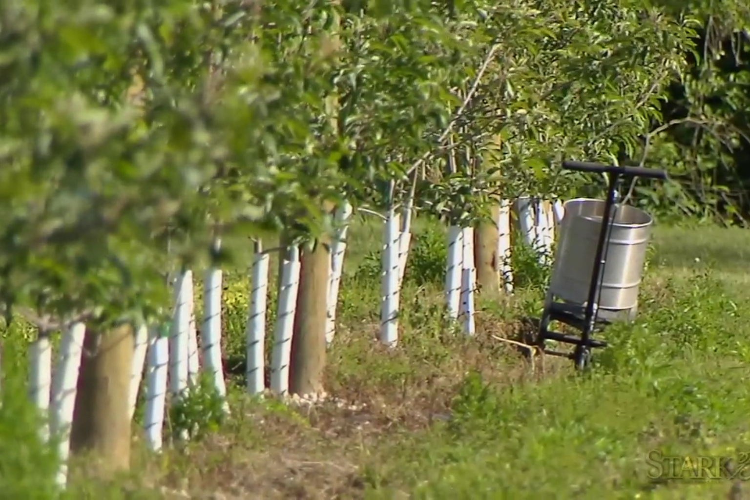 Ongoing Tree Health Monitoring Plans