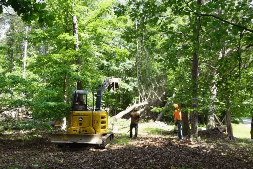 Same Day Tree Removal 1024x683 1