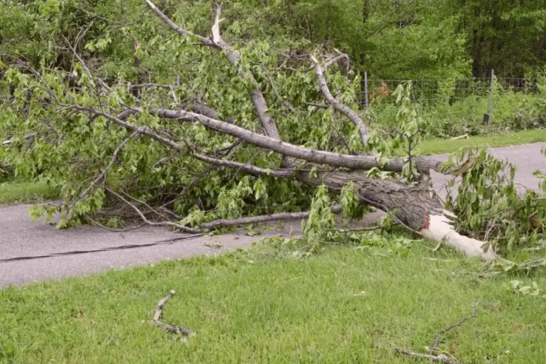 Seasonal Storm Prep Pruning 768x512 1