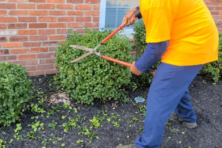Shrubs Hedges Bushes Trimming 768x512 1