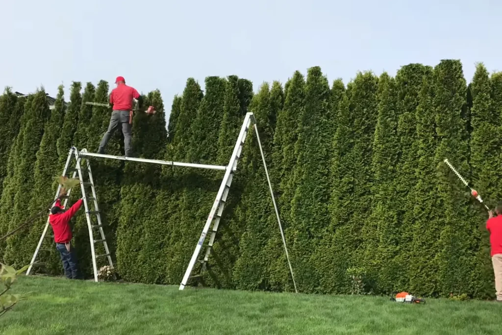 Tree Care