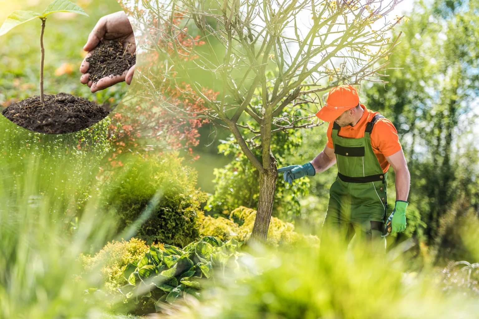 Tree Services San Diego image