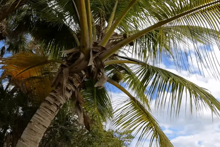plam tree services 768x512 1