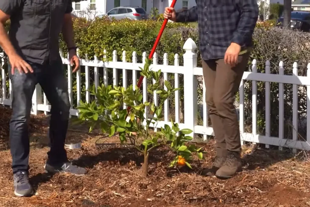 Eco Friendly Tree Spraying