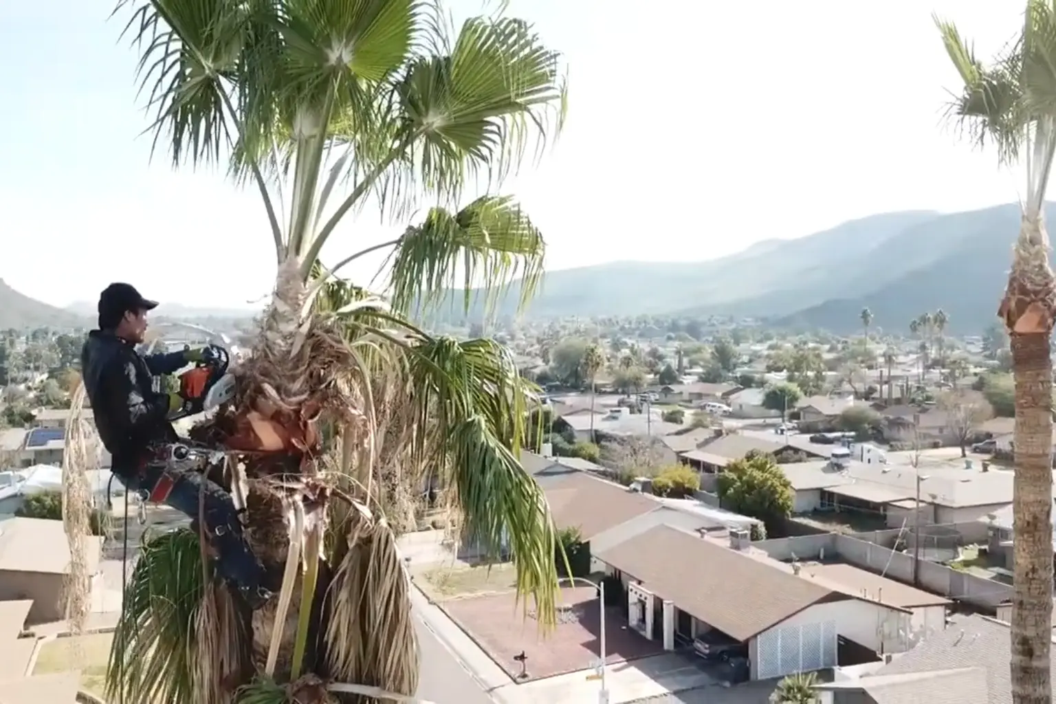 Palm tree removal San Diego