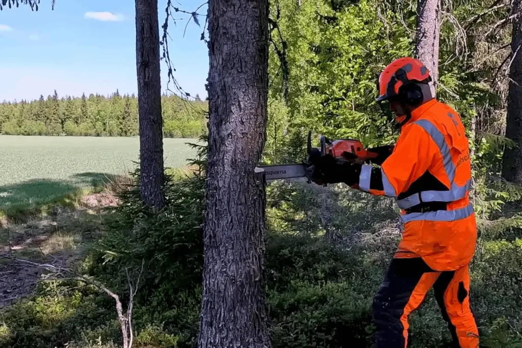 tree removal san diego image