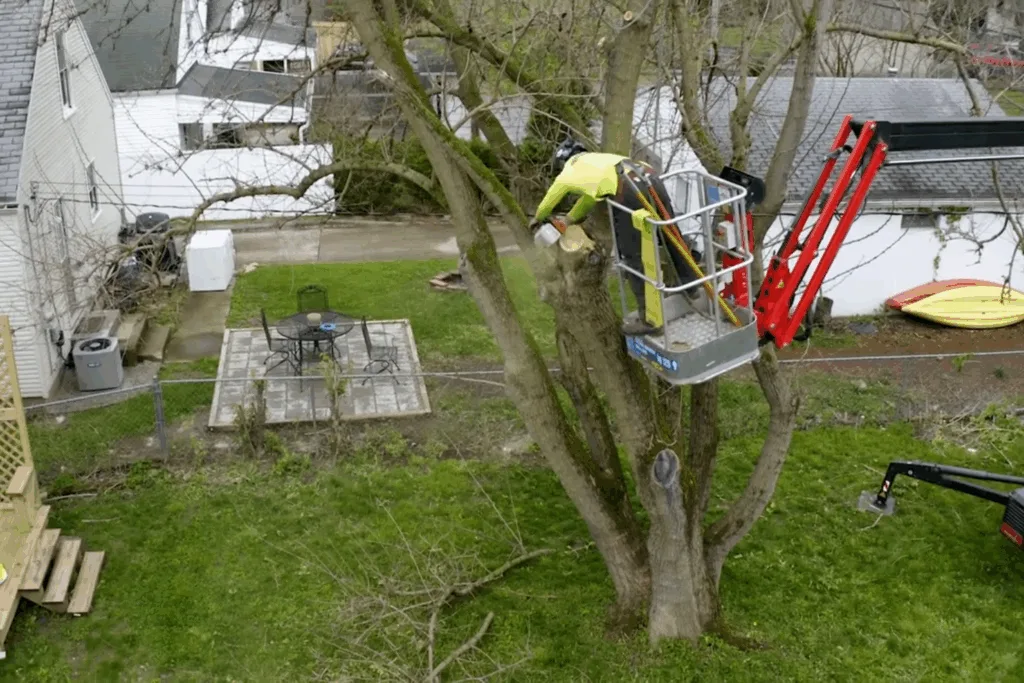 Emergency Tree Services San Diego image