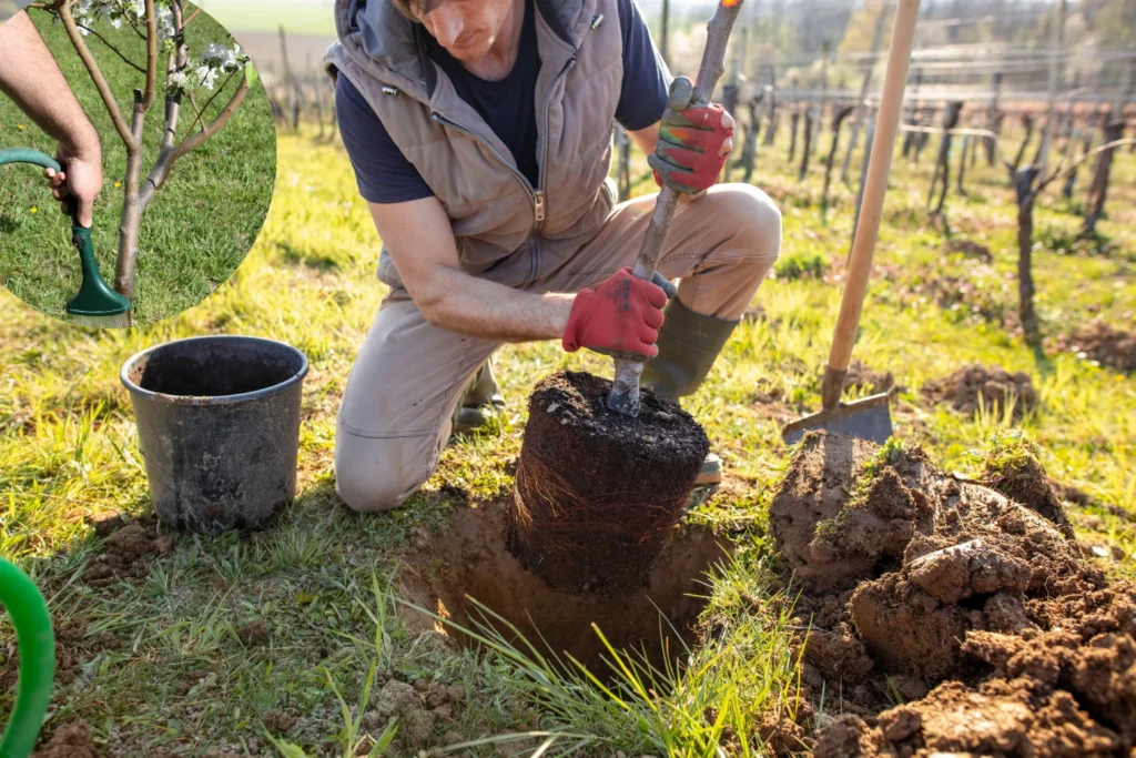 Tree Care image
