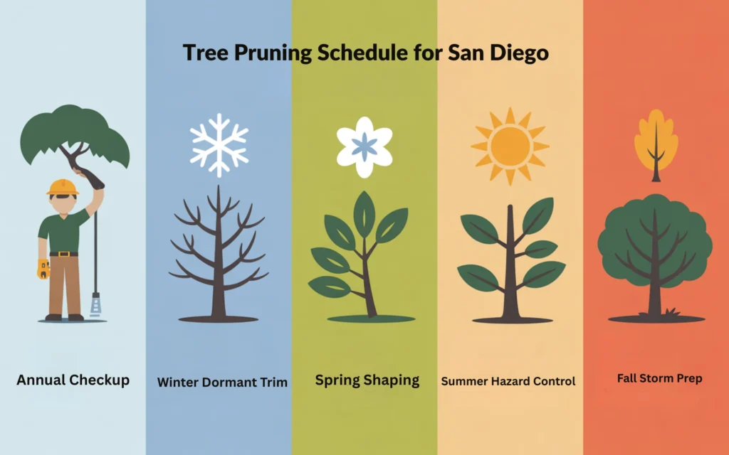 Tree Pruning Schedule Infographic image